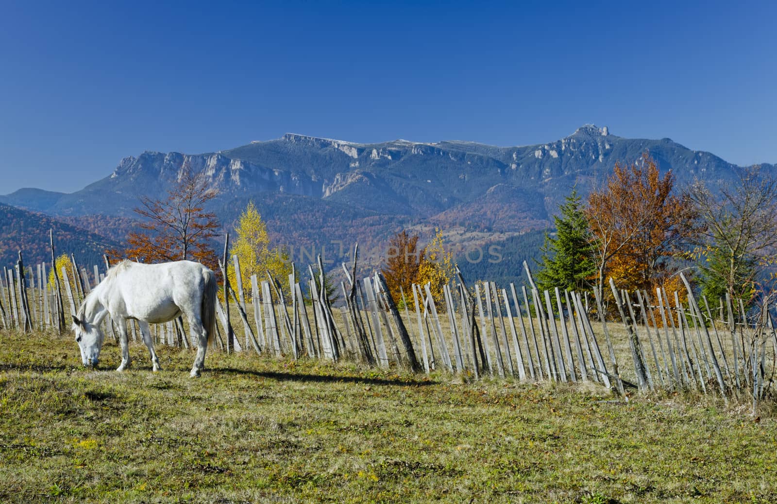 white horse in autumn mountain landscape