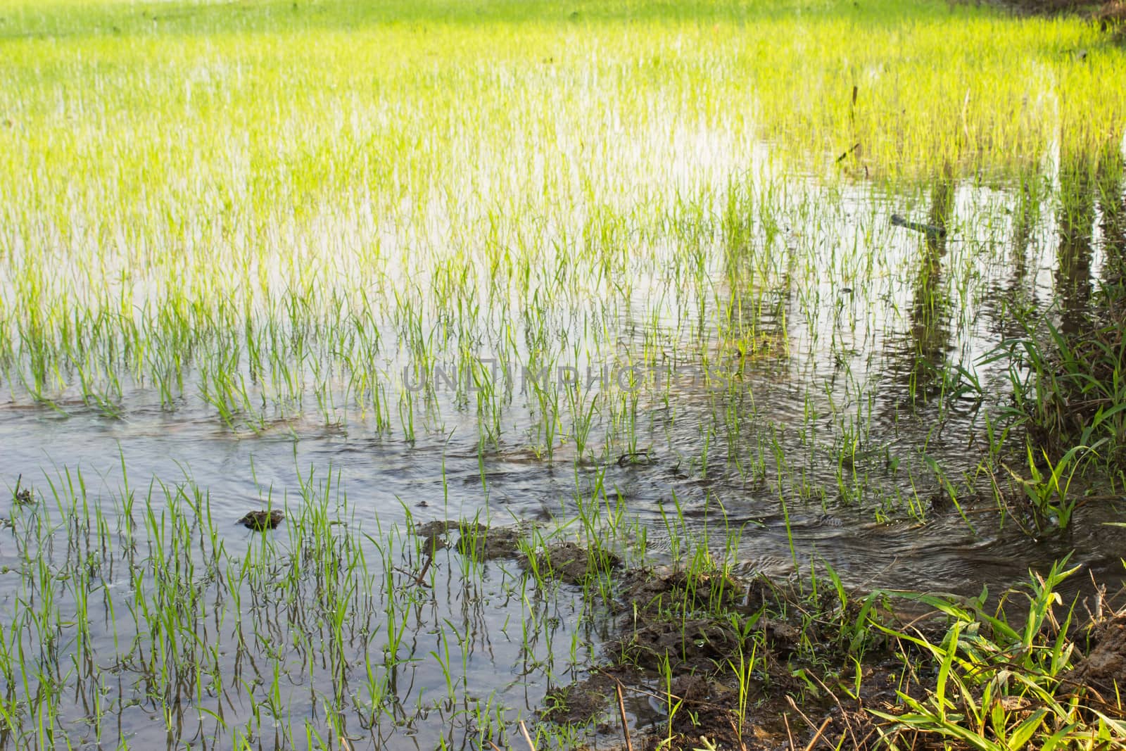 Water into rice fields. Paddy Field in thailand