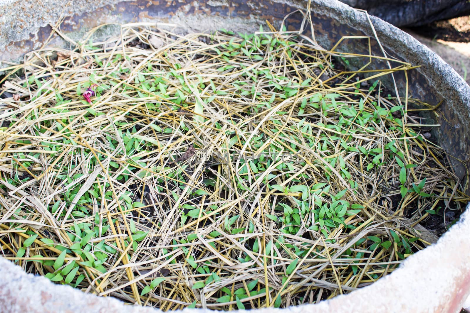 Seedlings of pepper in the pots by photo2life