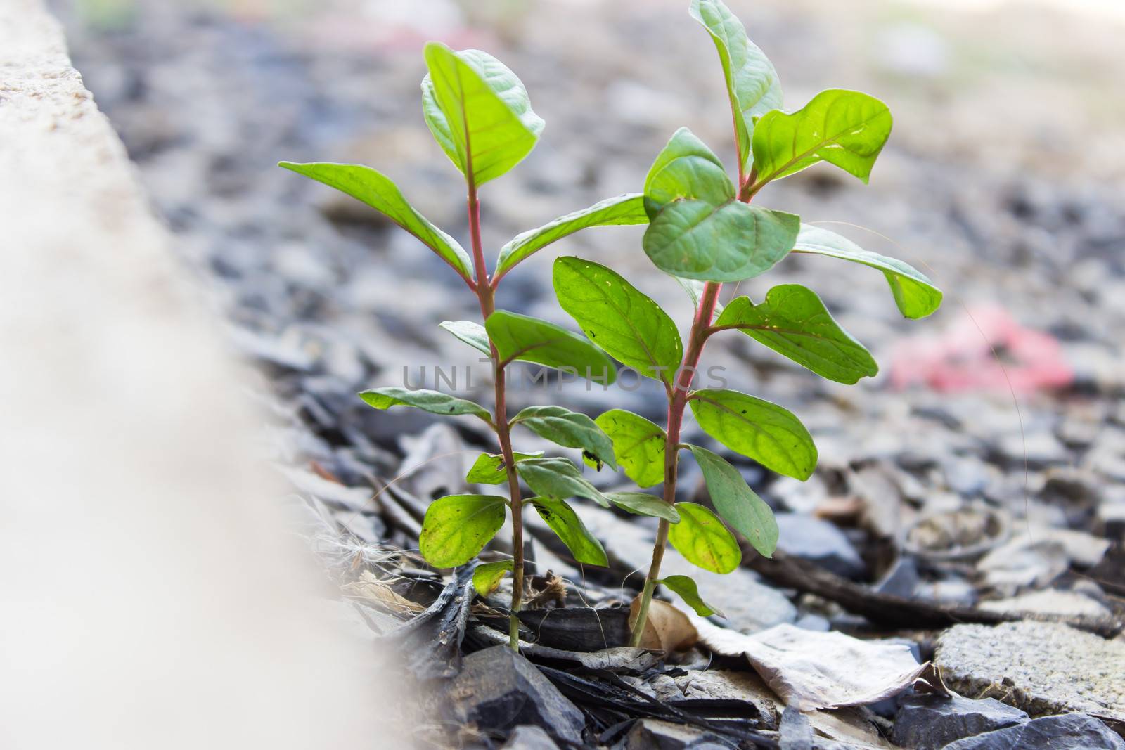 New life Guava seedling. by photo2life