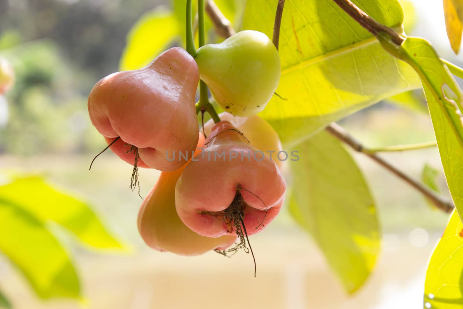 Red rose apple / Bell fruit by photo2life