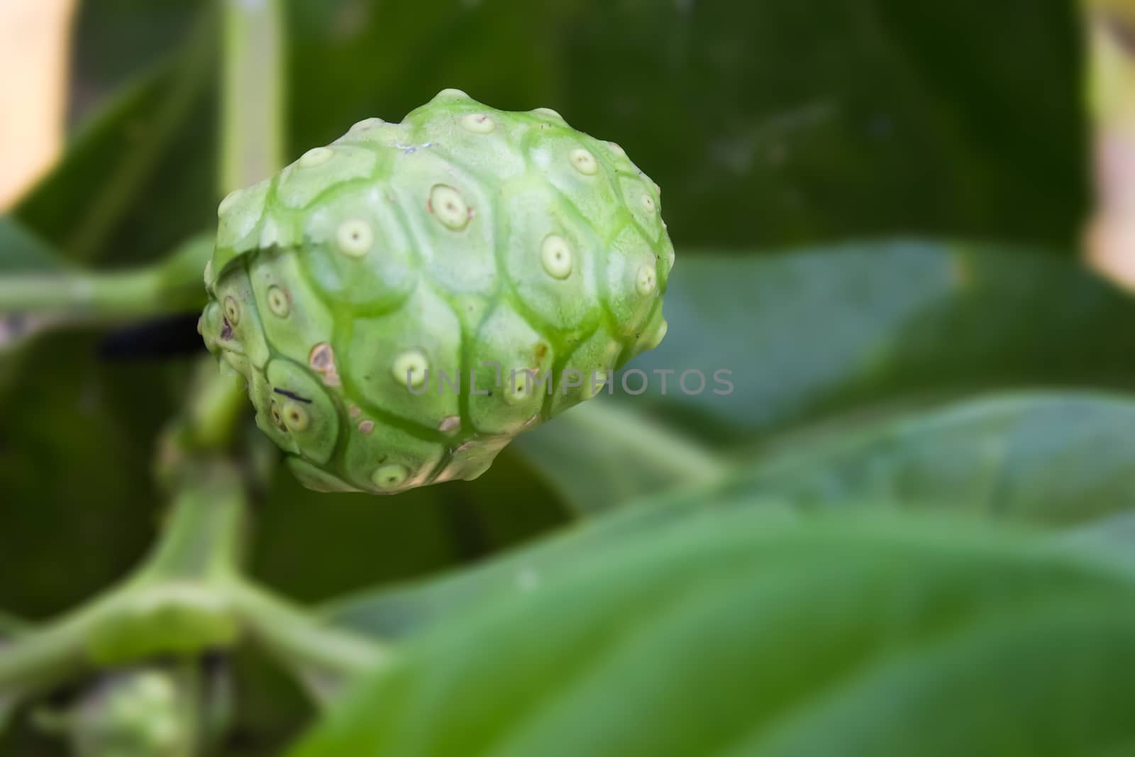 Morinda citrifolia or noni fruit by photo2life