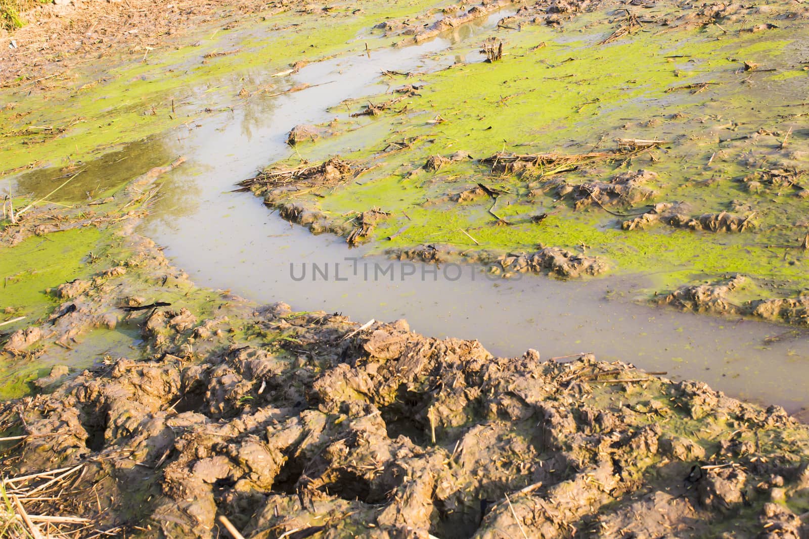 The mud before planting rice. In Thailand