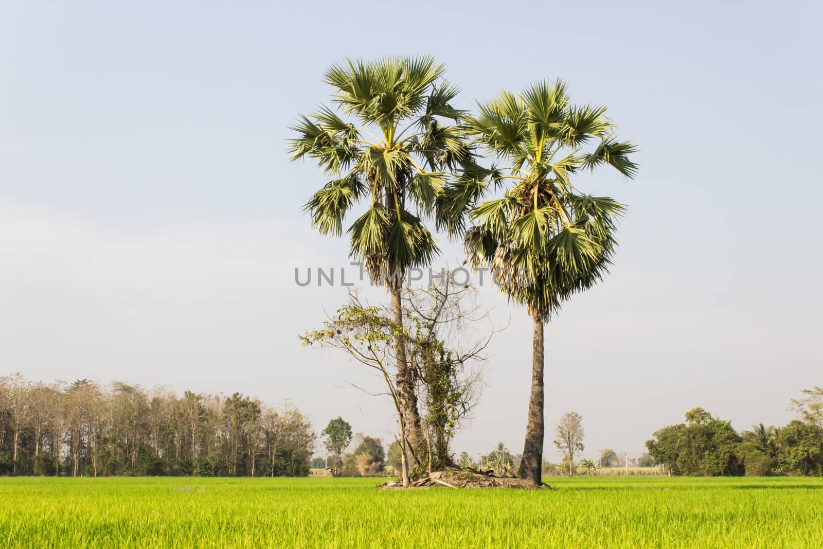 Two Sugar  trees in the field by photo2life