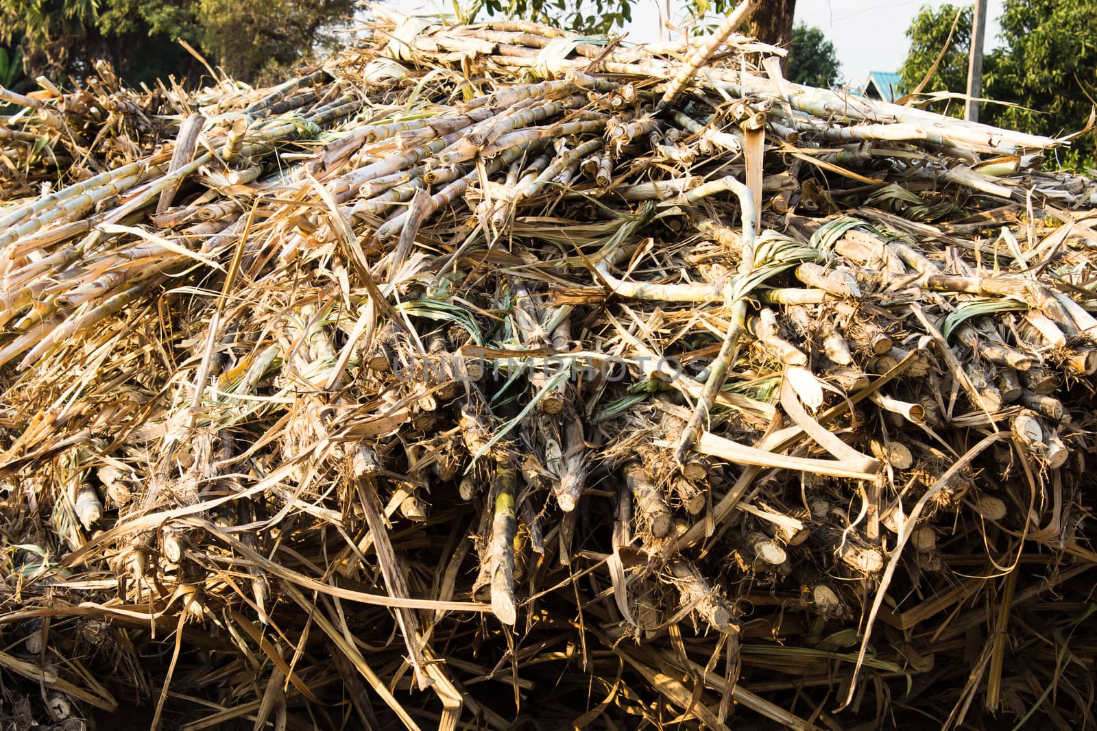 The sugar cane before planting. In  Thailand