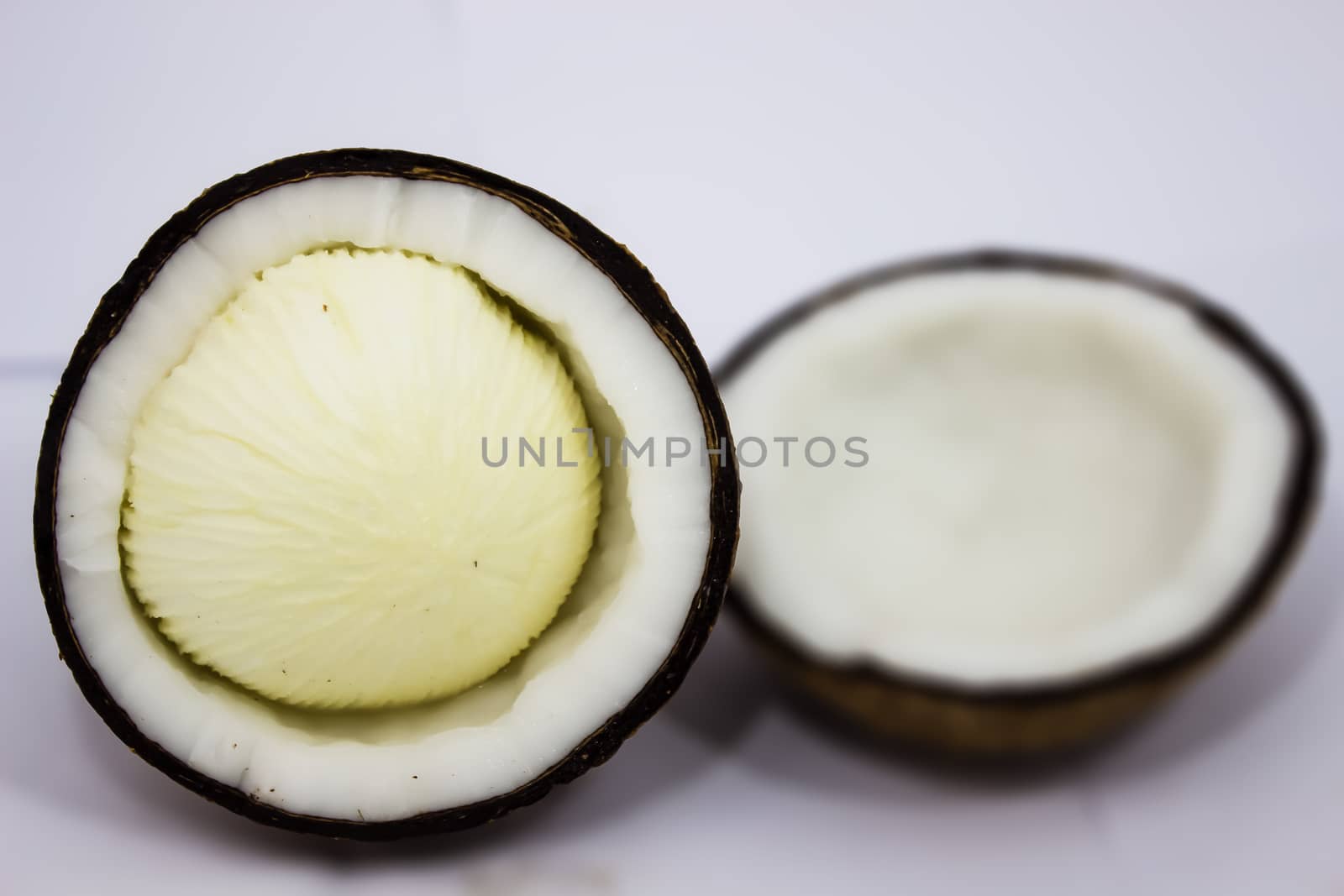 Embryo bud of a coconut tree by photo2life