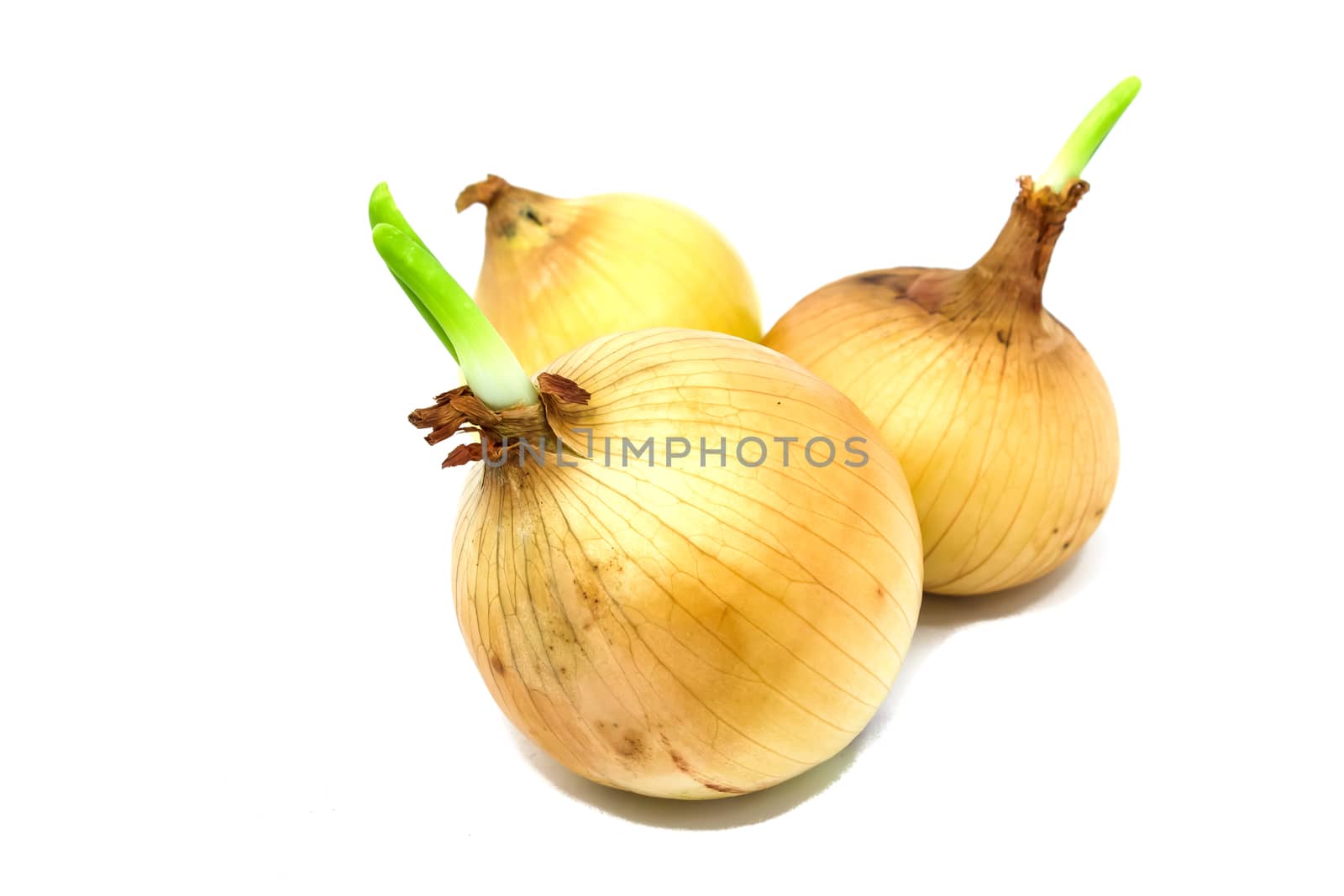 Fresh onion by photo2life