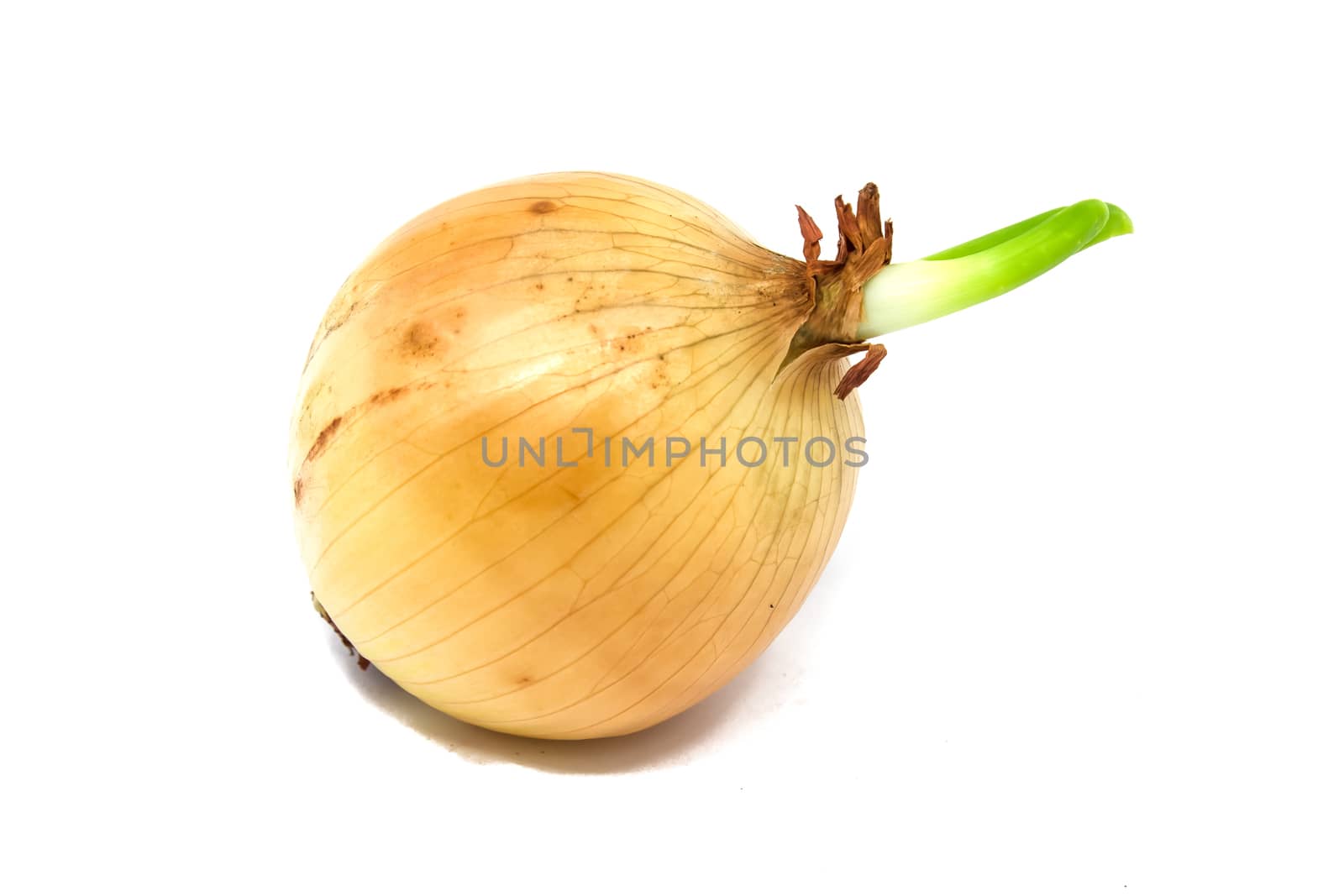 Fresh onion by photo2life