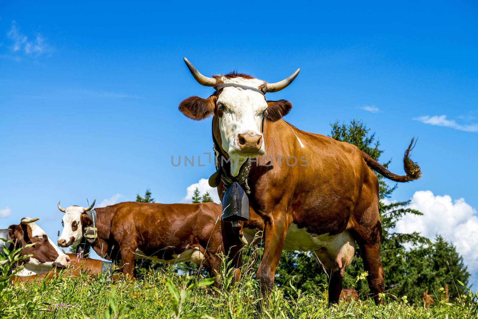 Cow, farm animal in the french alps, Abondance race cow, savy, beaufort sur Doron