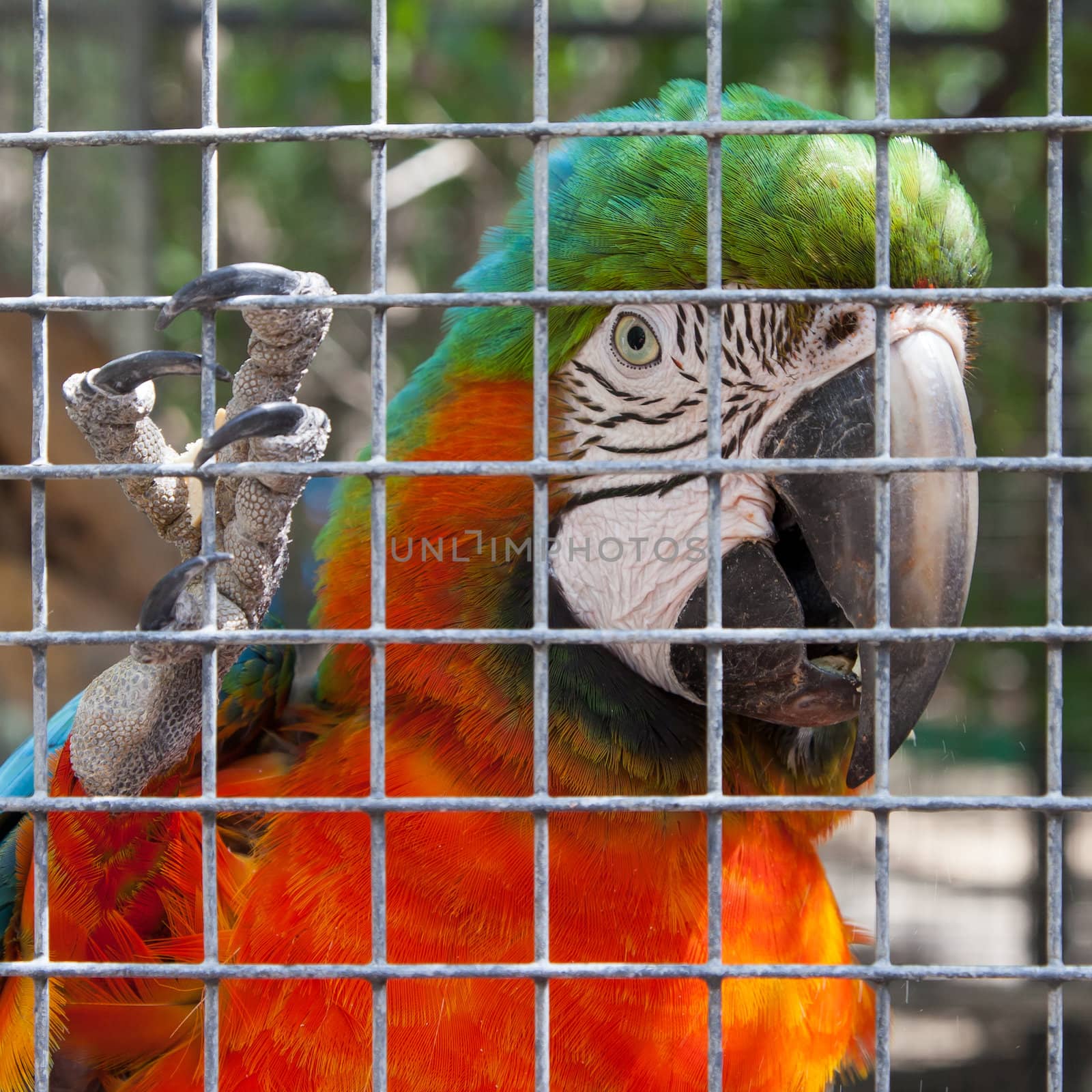 Colorful parrot in captivity by michaklootwijk