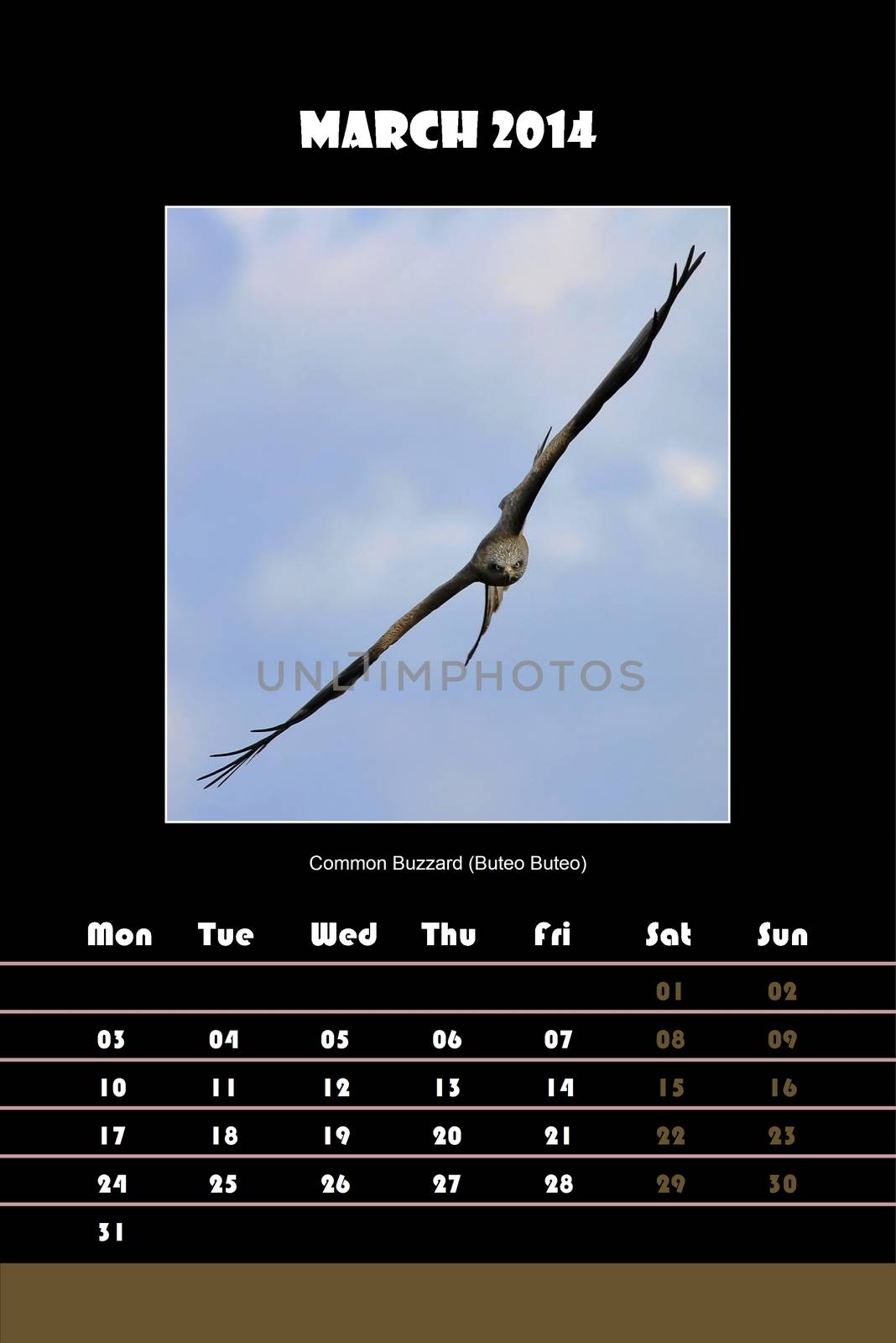 Colorful english calendar for march 2014 in black background, common buzzard (buteo buteo) picture