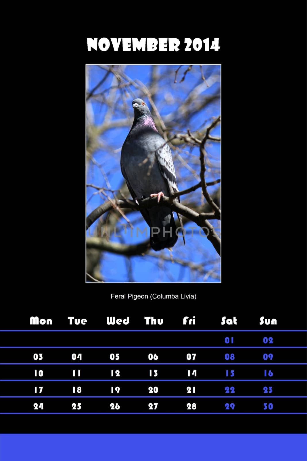 Colorful english bird calendar for november 2014 in black background, feral pigeon (columba livia) picture