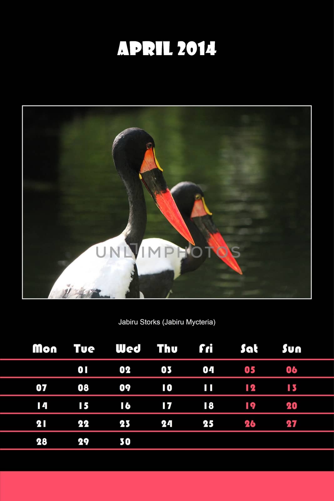 Colorful english calendar for april 2014 in black background, jabiru storks (jabiru micteria) picture