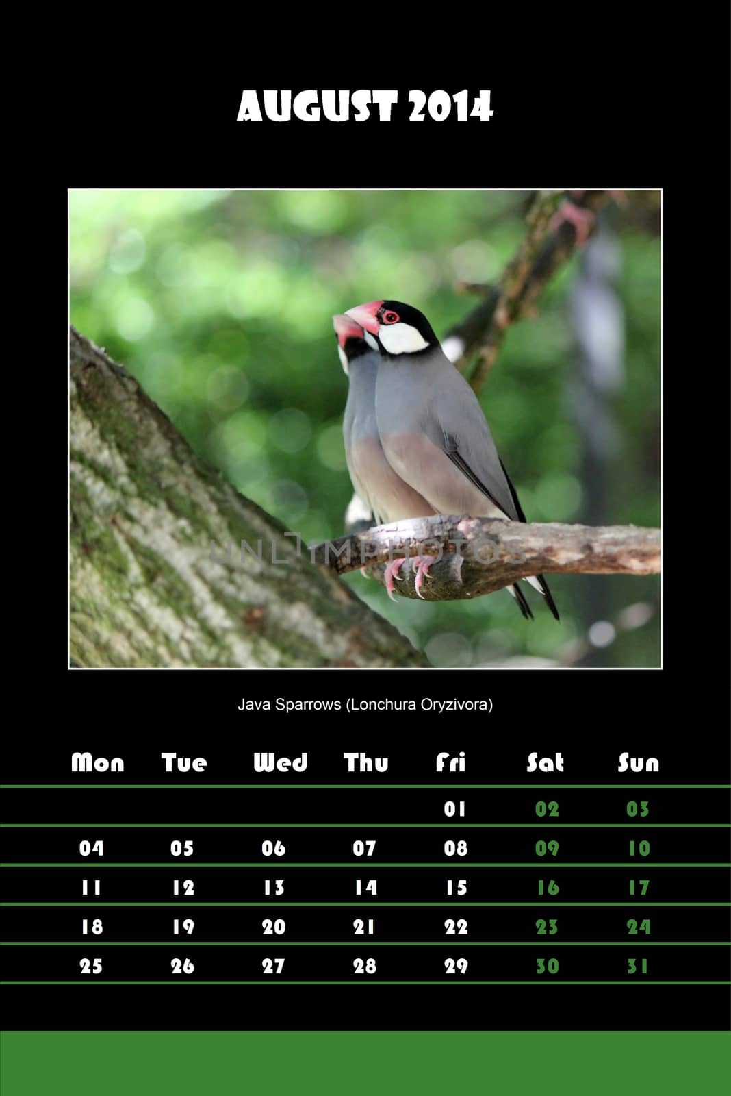 Colorful english calendar for august 2014 in black background, java sparrows (lonchura oryzivora) picture