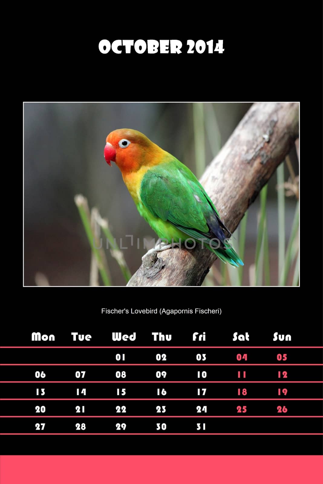 Colorful english calendar for october 2014 in black background, fischer's lovebird (agapornis fischeri) picture