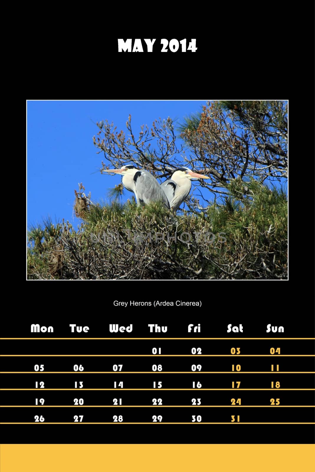 Colorful english bird calendar for may 2014 in black background, grey heron (ardea cinerea) picture
