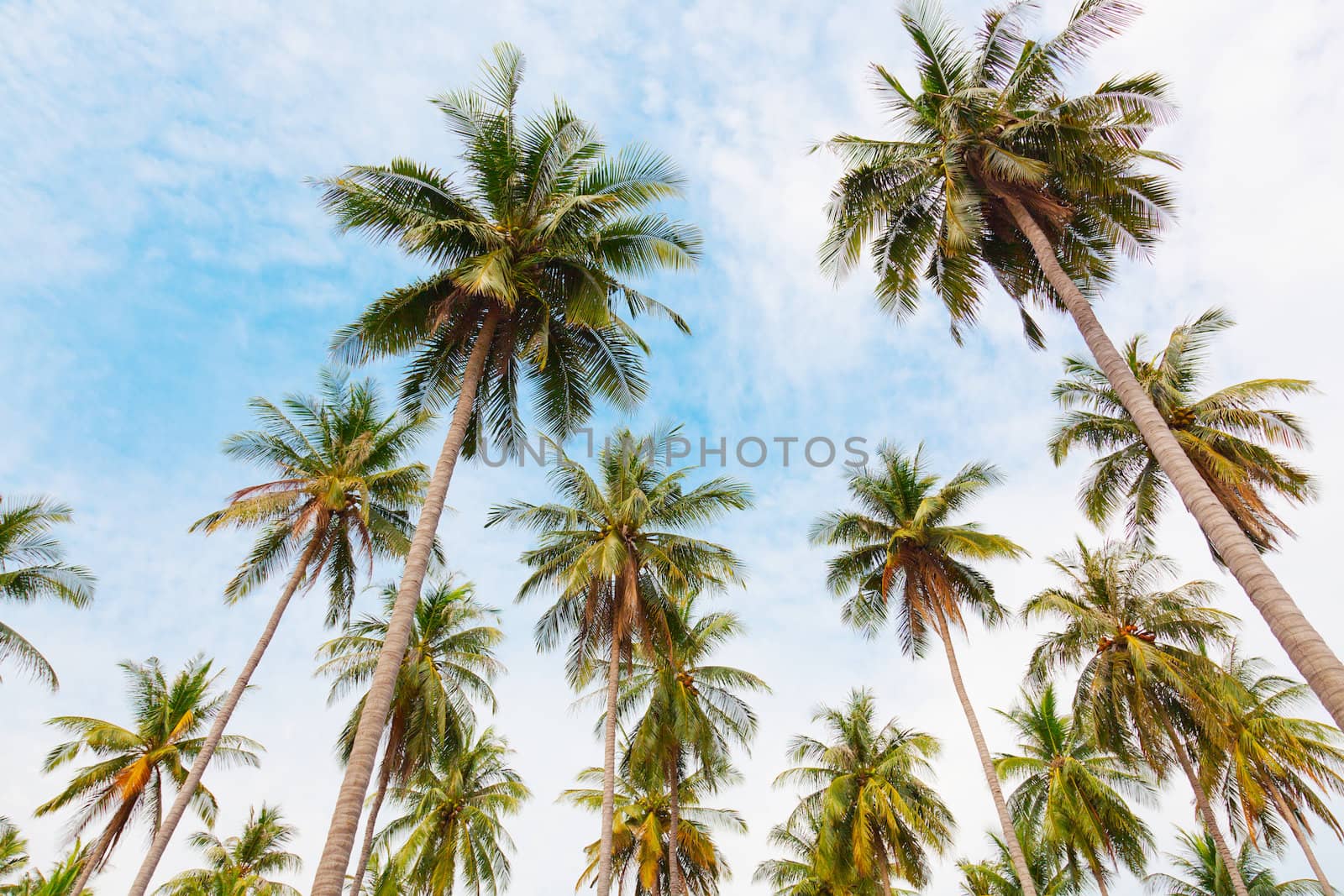 Coconut palm trees against the blue sky by elena_shchipkova