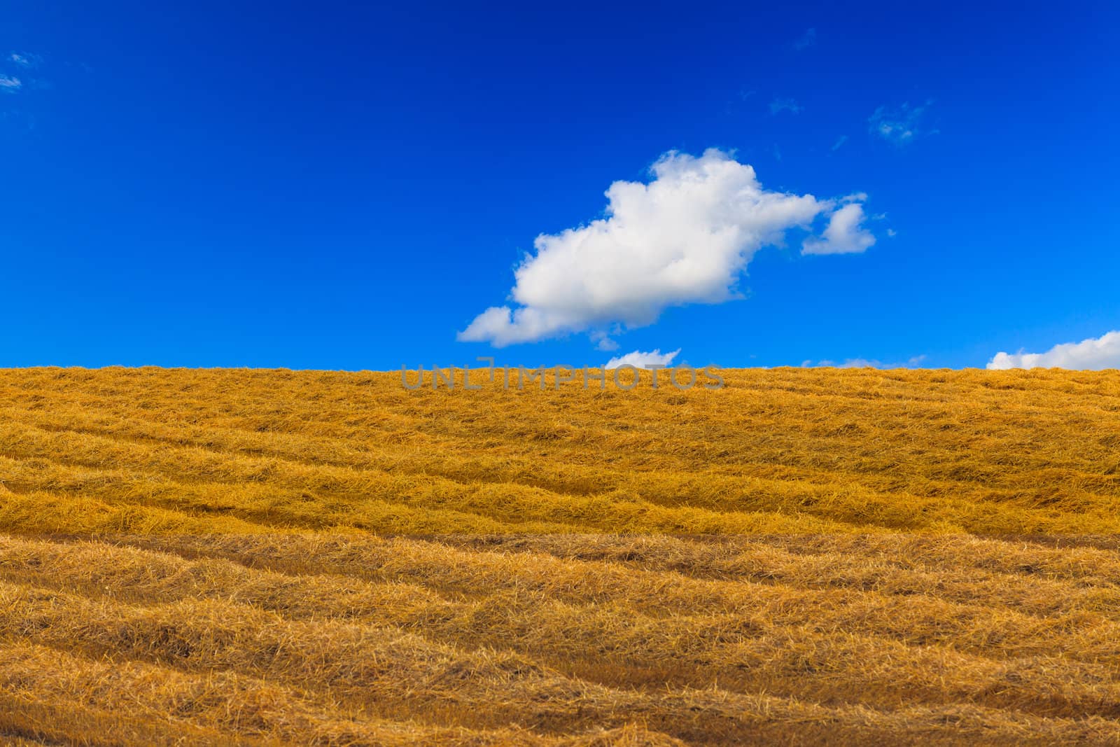Wheat field and blue sky with clouds  by thanomphong