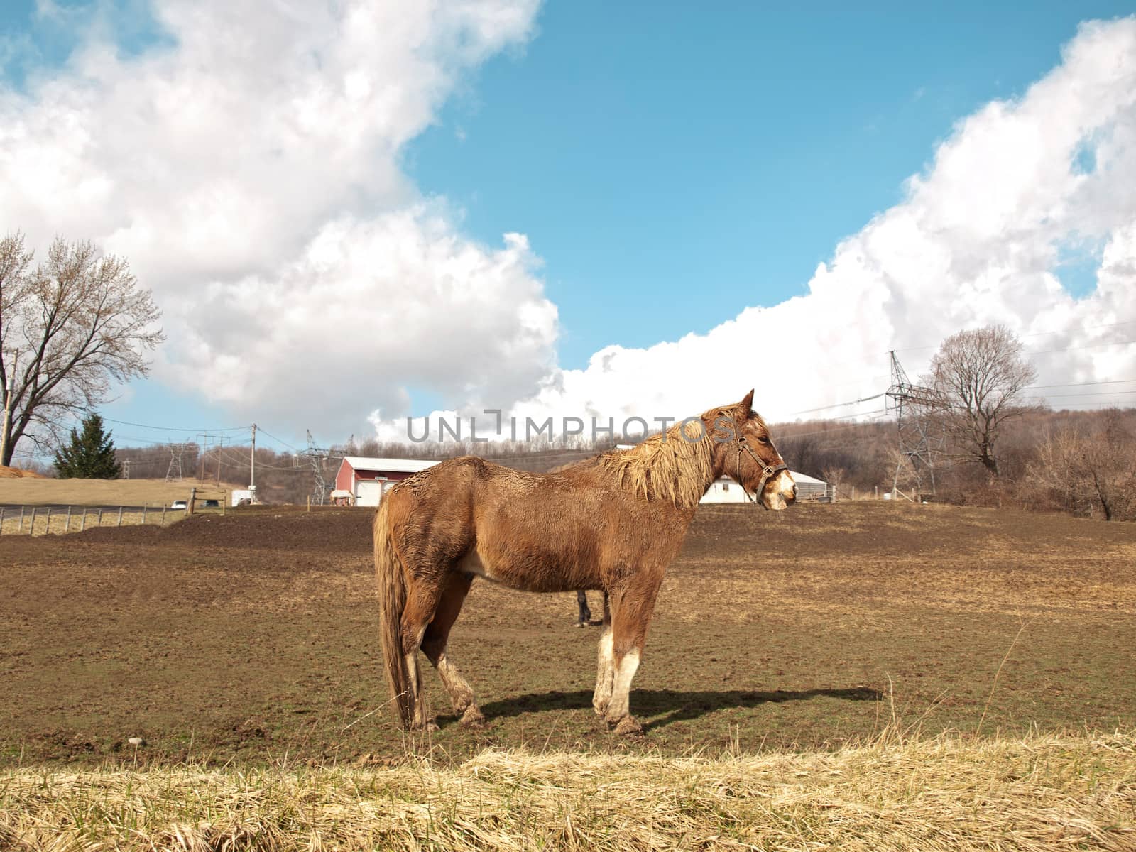 farm horse out in the pasture on a beautiful day