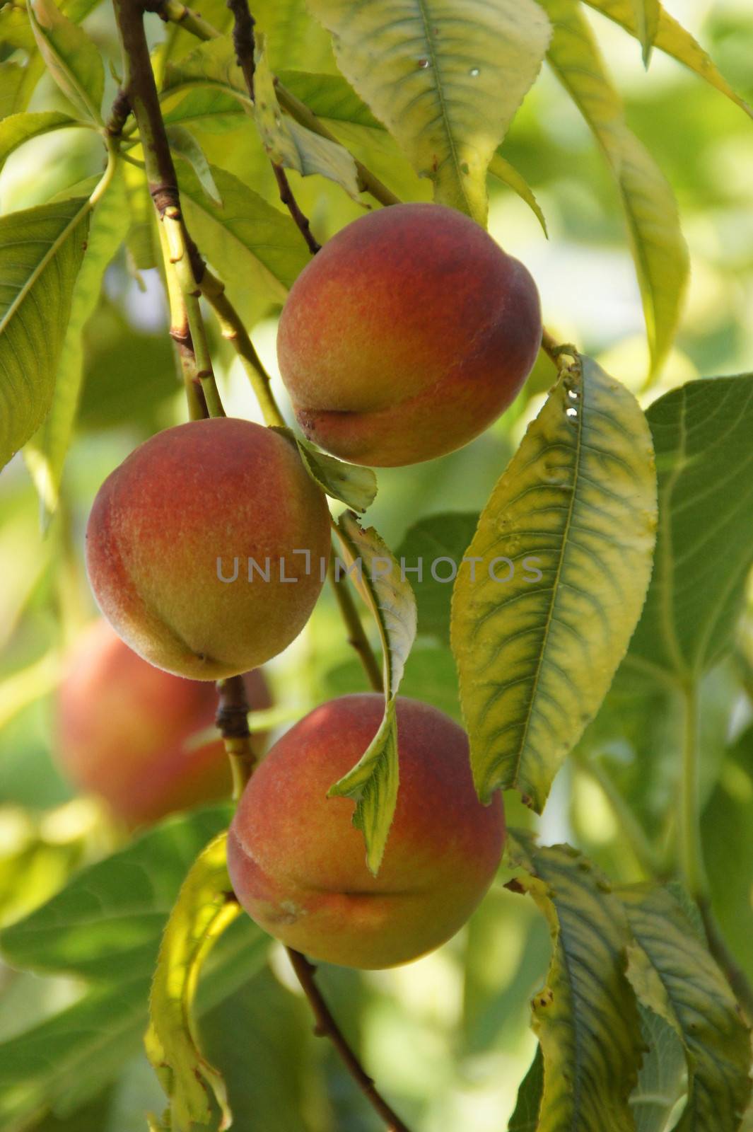 four ripe peaches on a branch