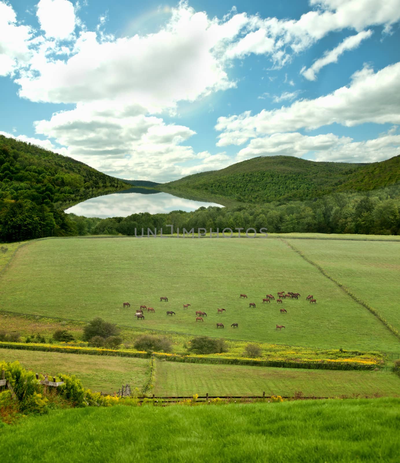 rural landscape with horse farm