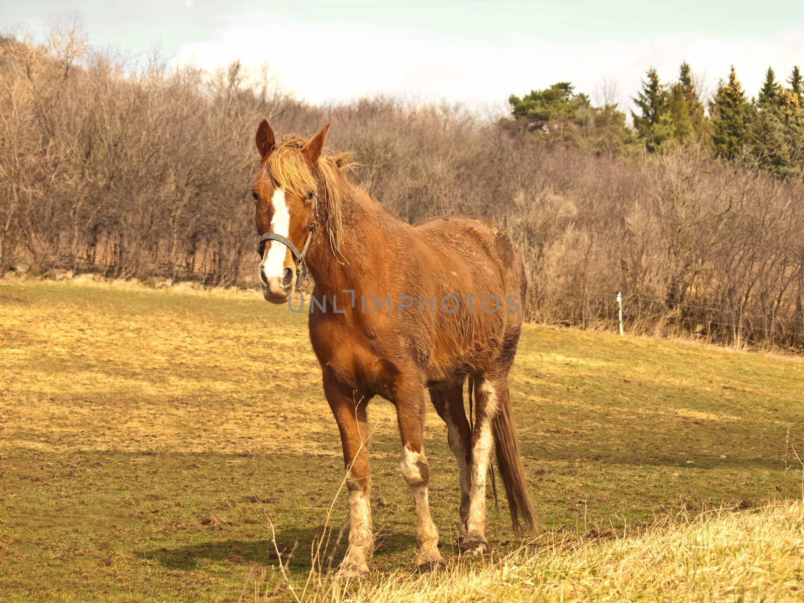 horse in field by debramillet