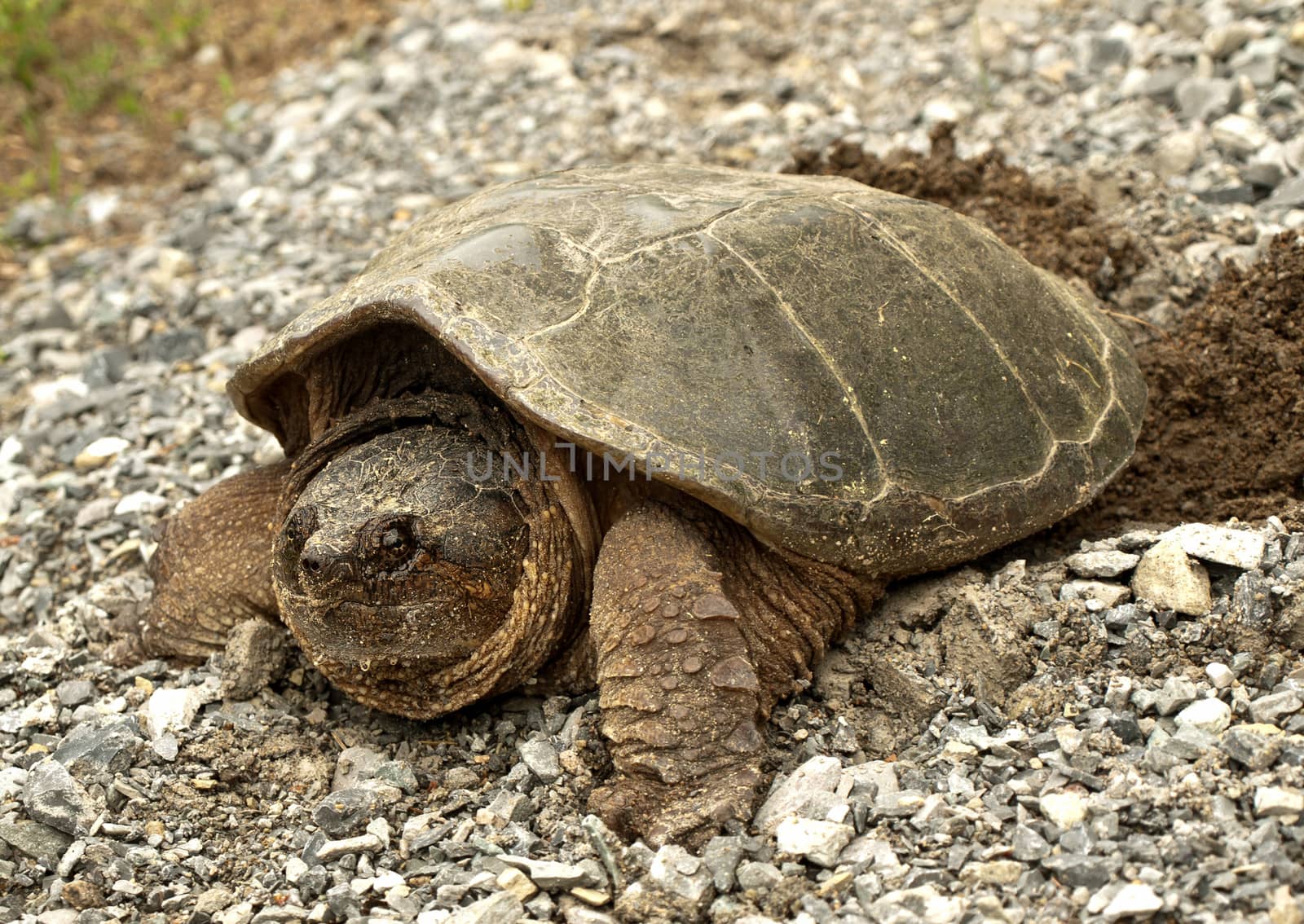 common snapping turtle, chelydra s. serpentina, laying its eggs