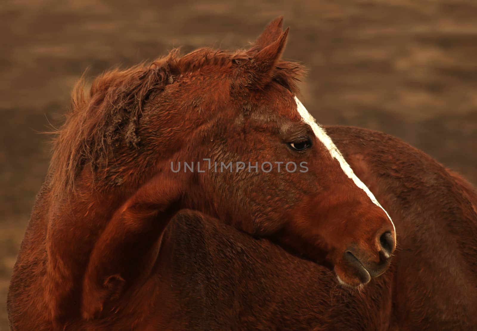 profile of a rust colored horse after rolling in the dirt