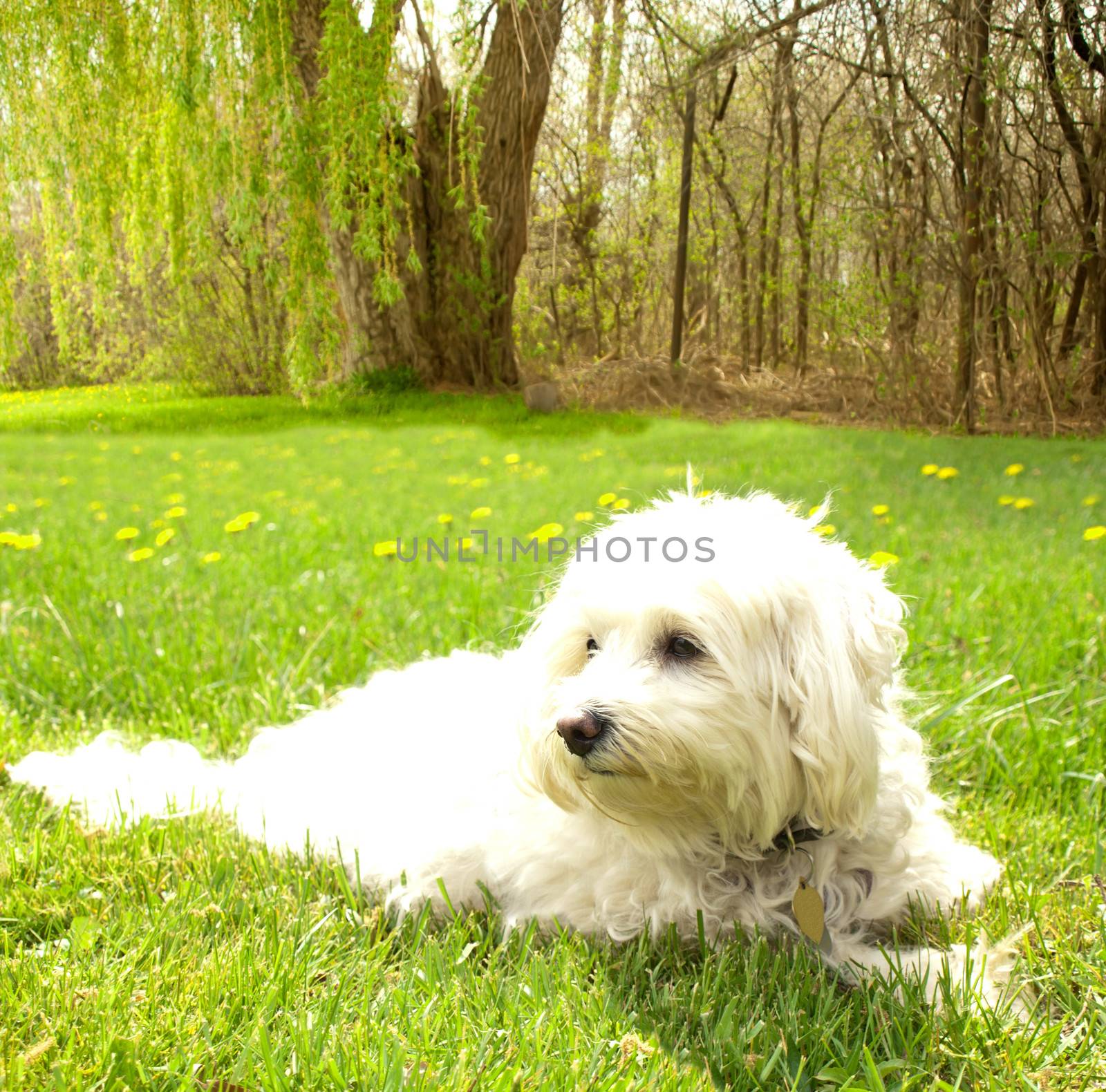 dog relaxing by debramillet