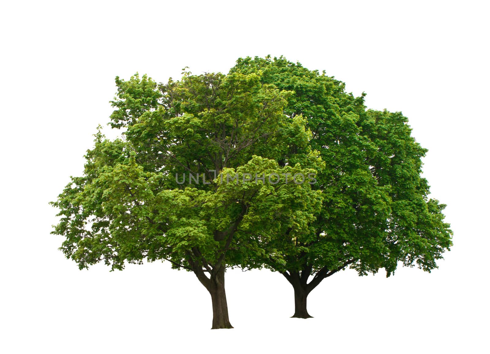 two green trees isolated on white