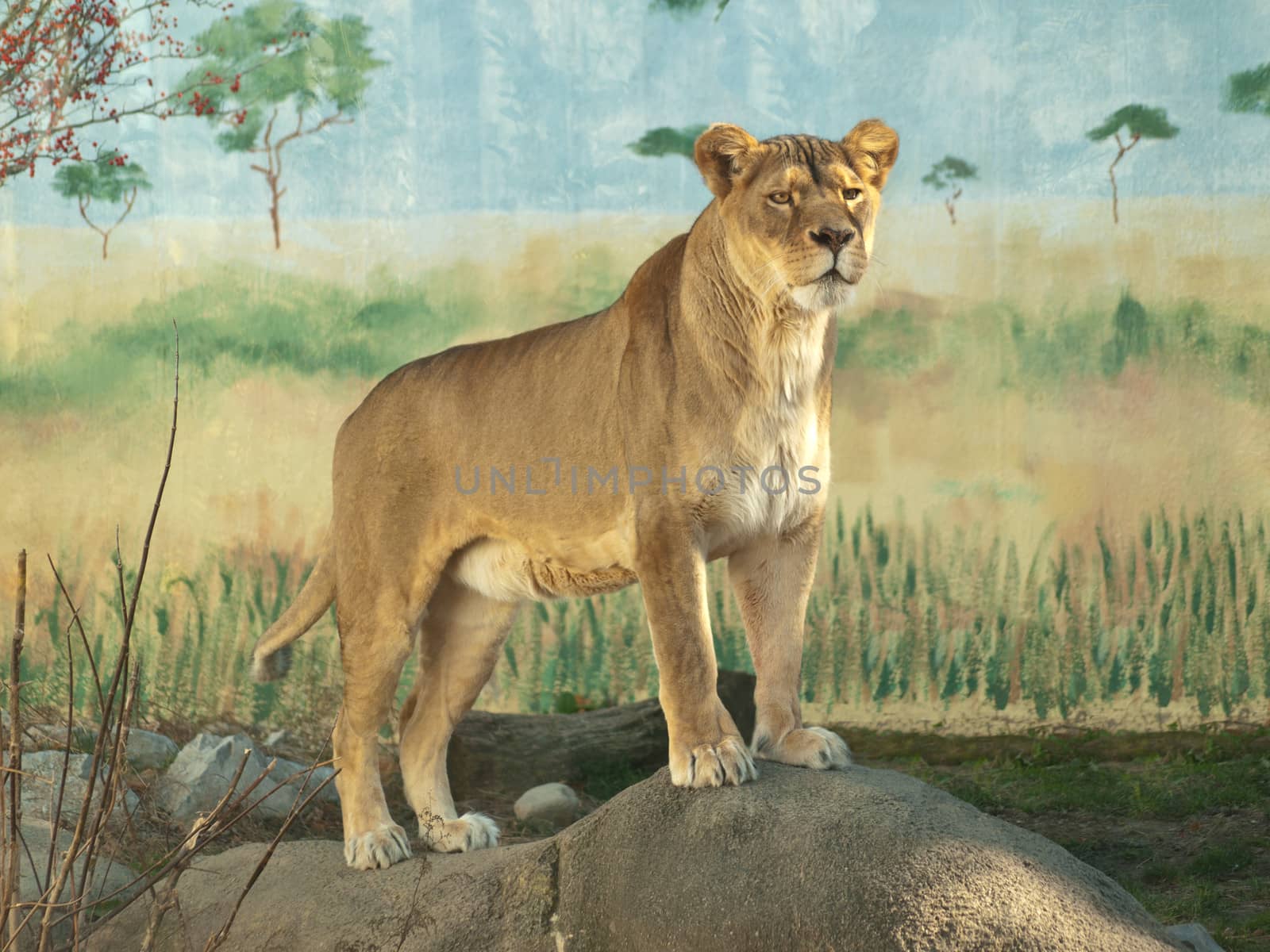 female lioness, panthera leo, in captivity, standing on a rock