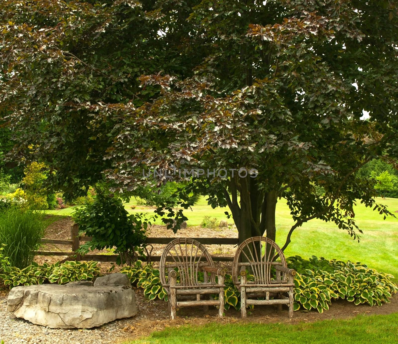 two wicker-like chairs in the shade of a japanese red maple tree