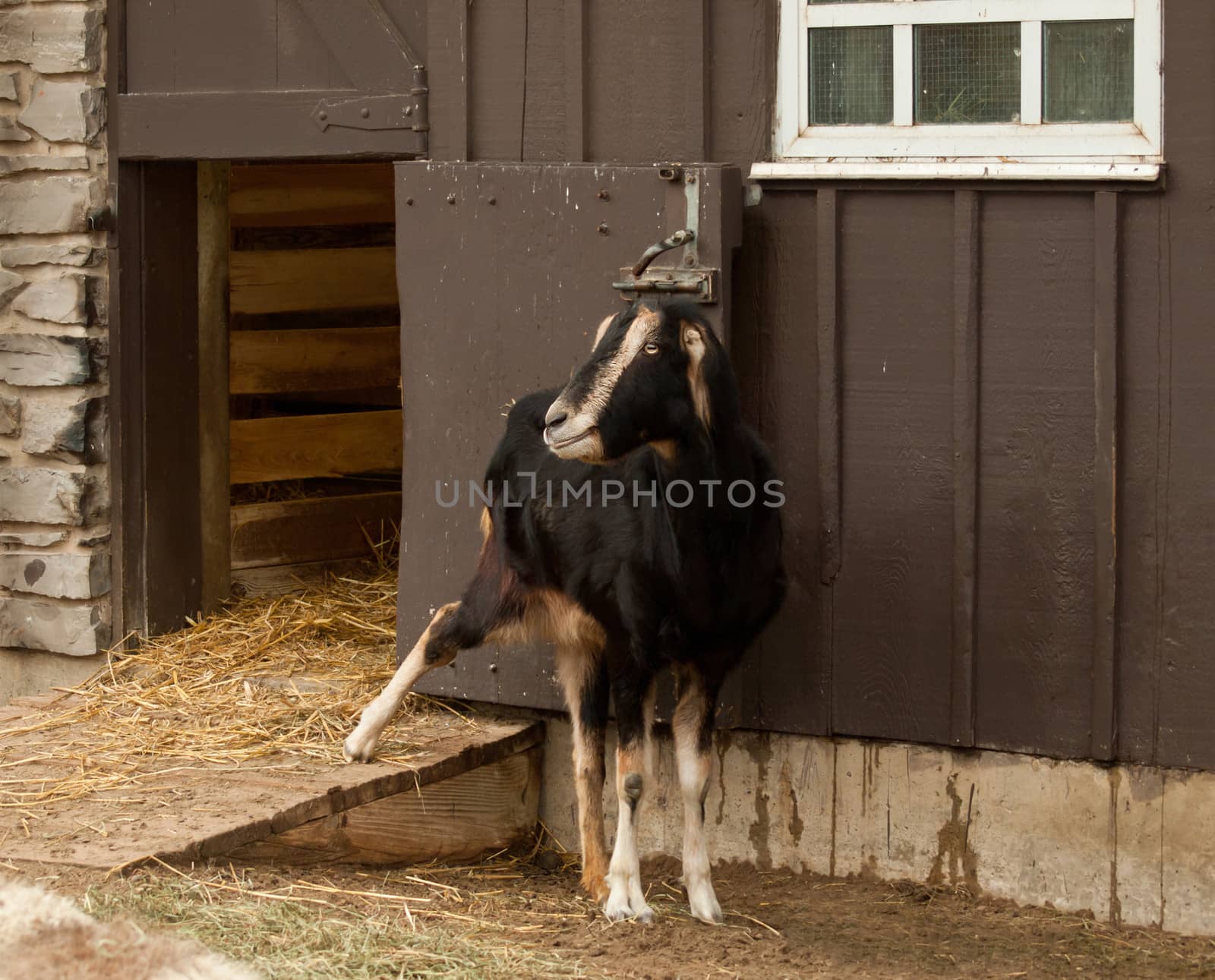 goat outside his barn by debramillet