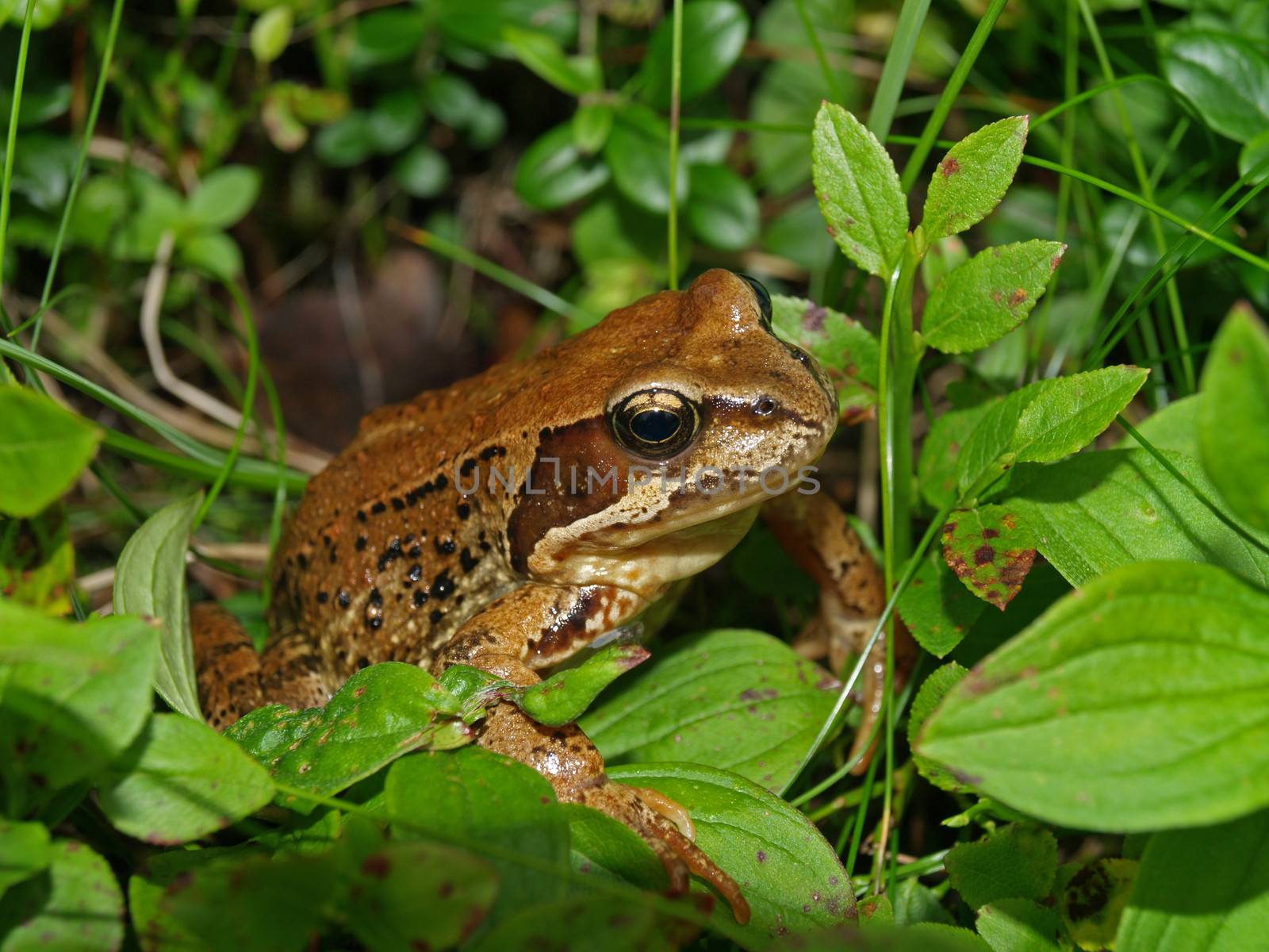 closeup of frog