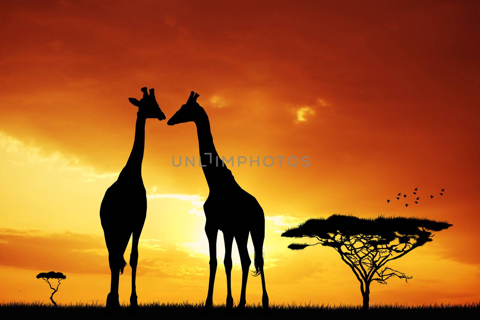 Giraffe at sunset