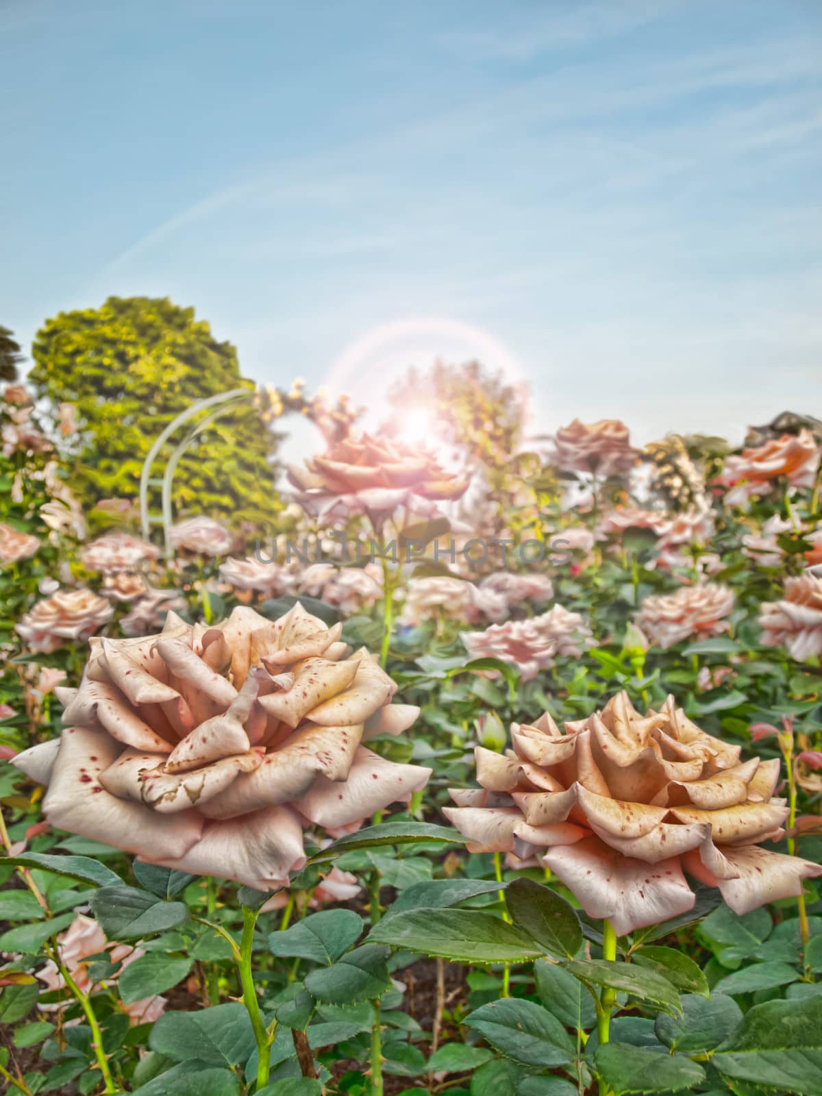 beautiful pink roses at sunrise