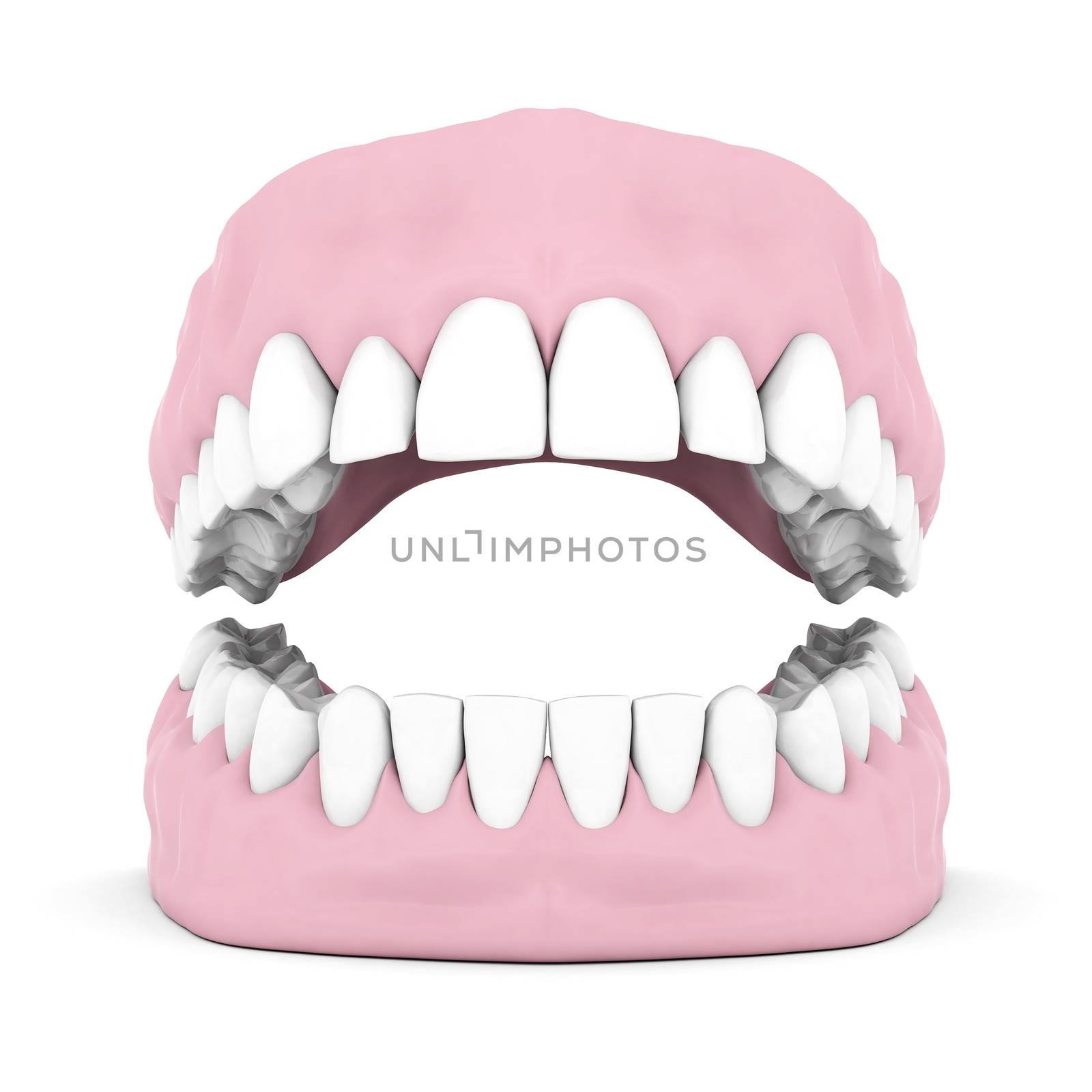 Dentures isolated on a white background