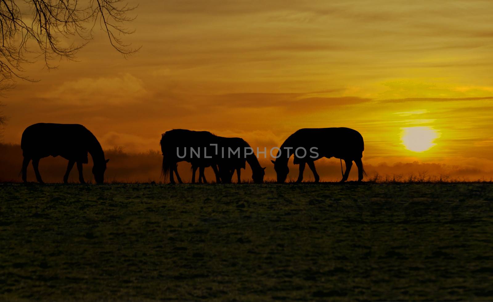 horses grazing silhouetted by the evening sun