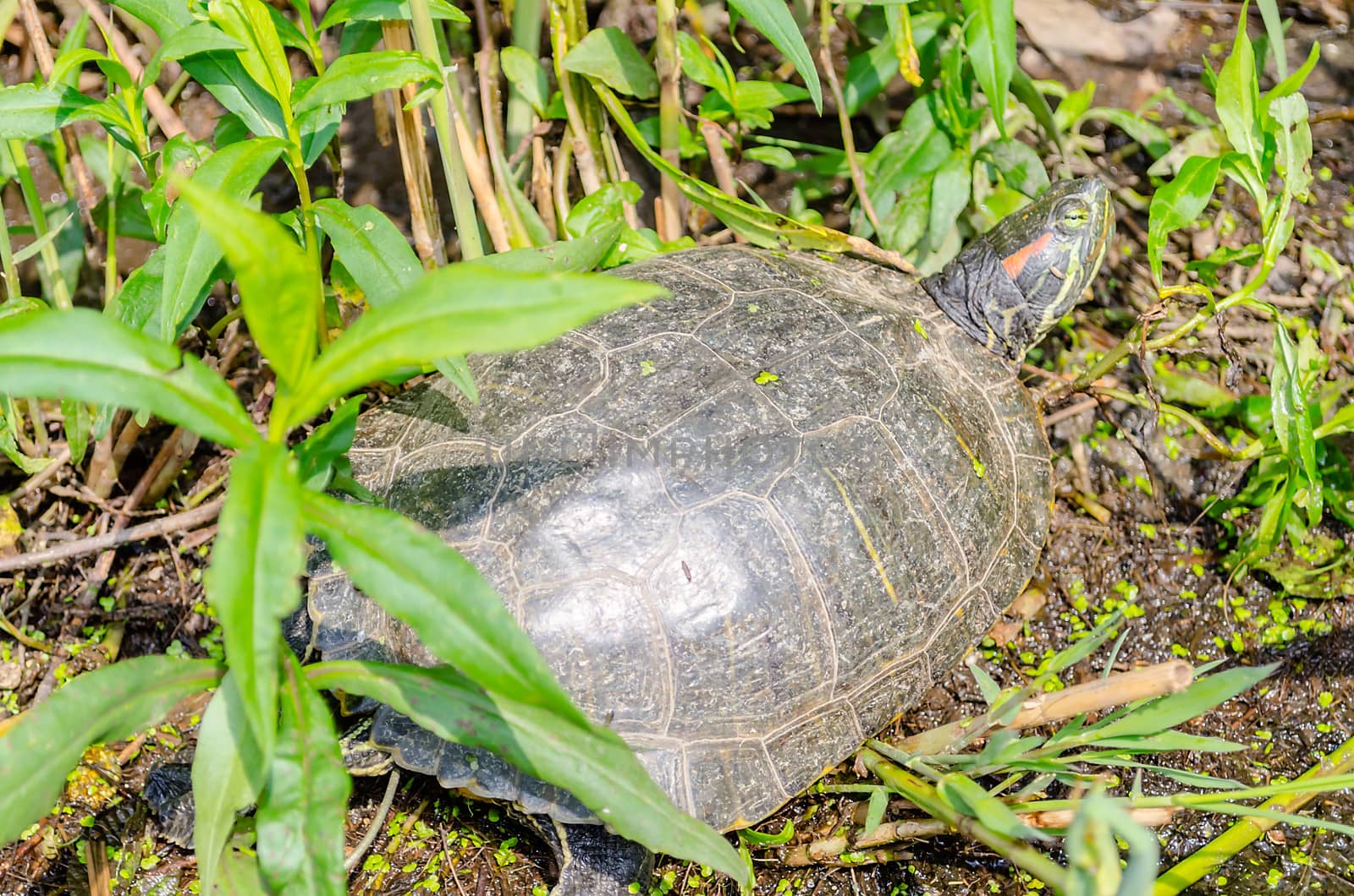 Red-eared Turtle in Central Park, New York by marcorubino