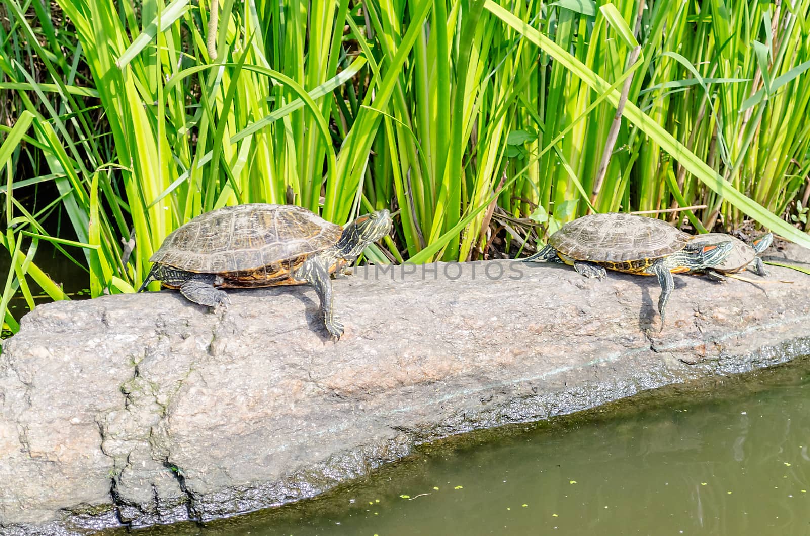 Turtles on the rocks, Central Park, New York by marcorubino