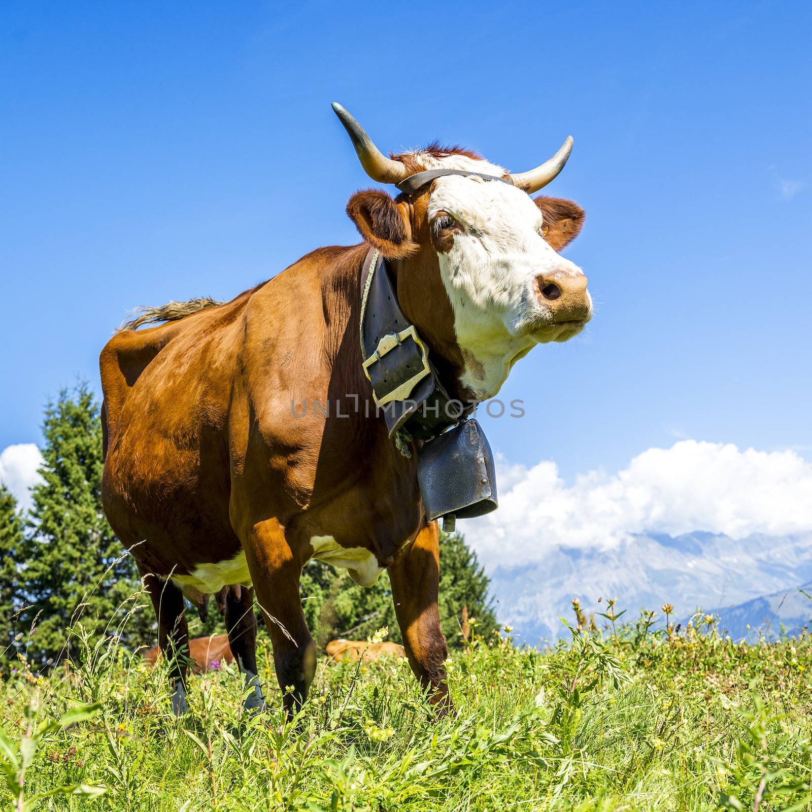 Alpine cows by ventdusud