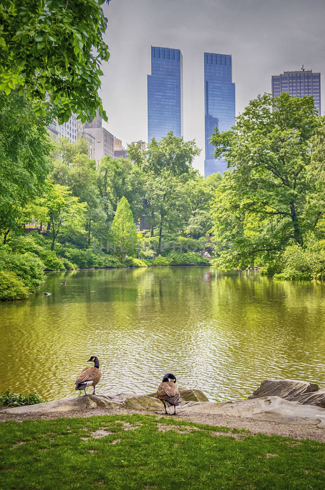 Central Park, Manhattan by marcorubino
