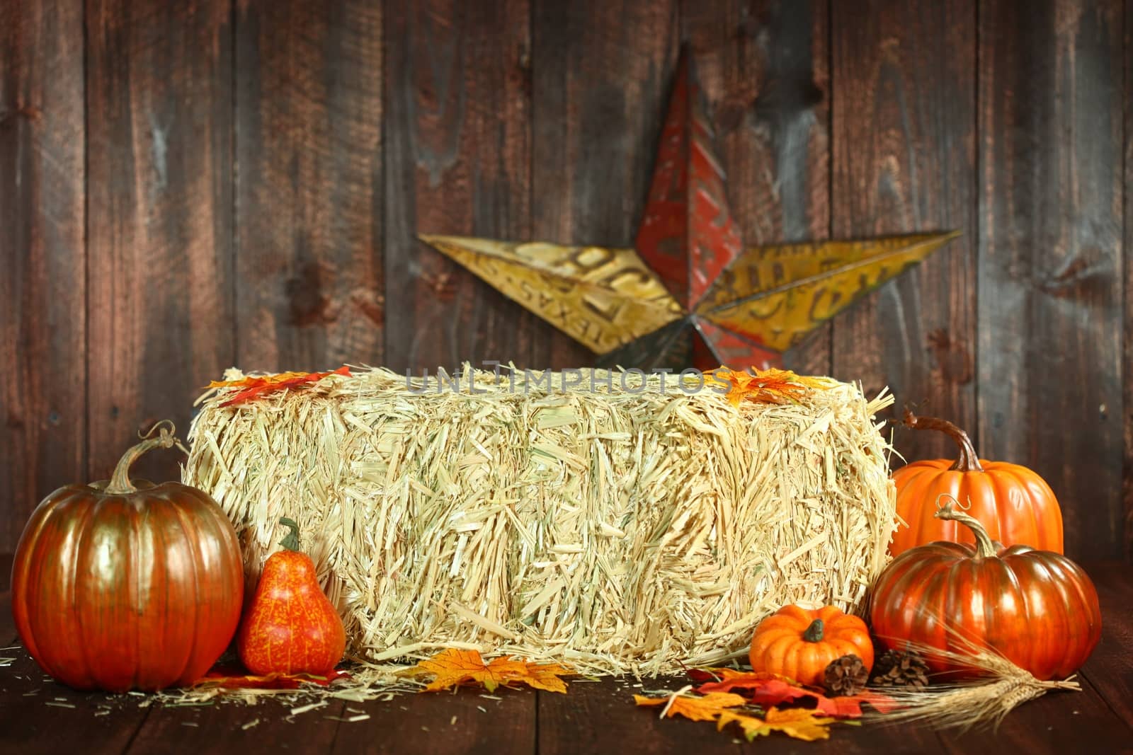 Rustic Fall Themed Scene With Pumpkins on Wood Grunge Background