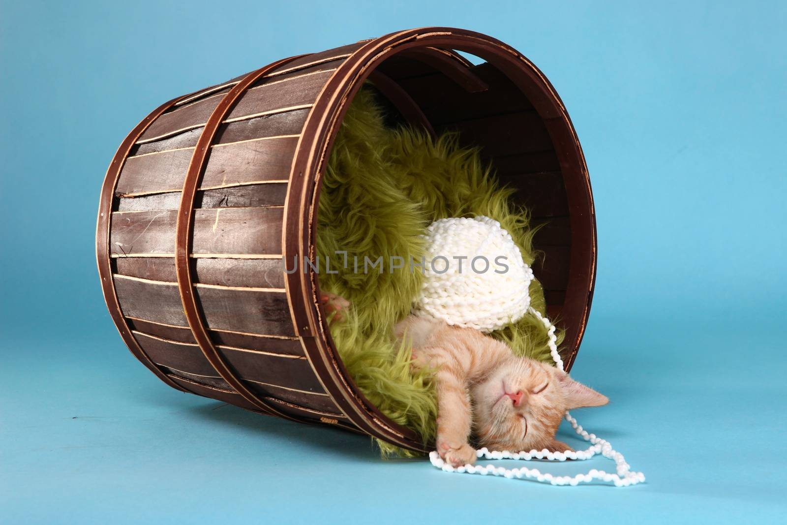 Little Orange Tabby Kitten in Studio by tobkatrina