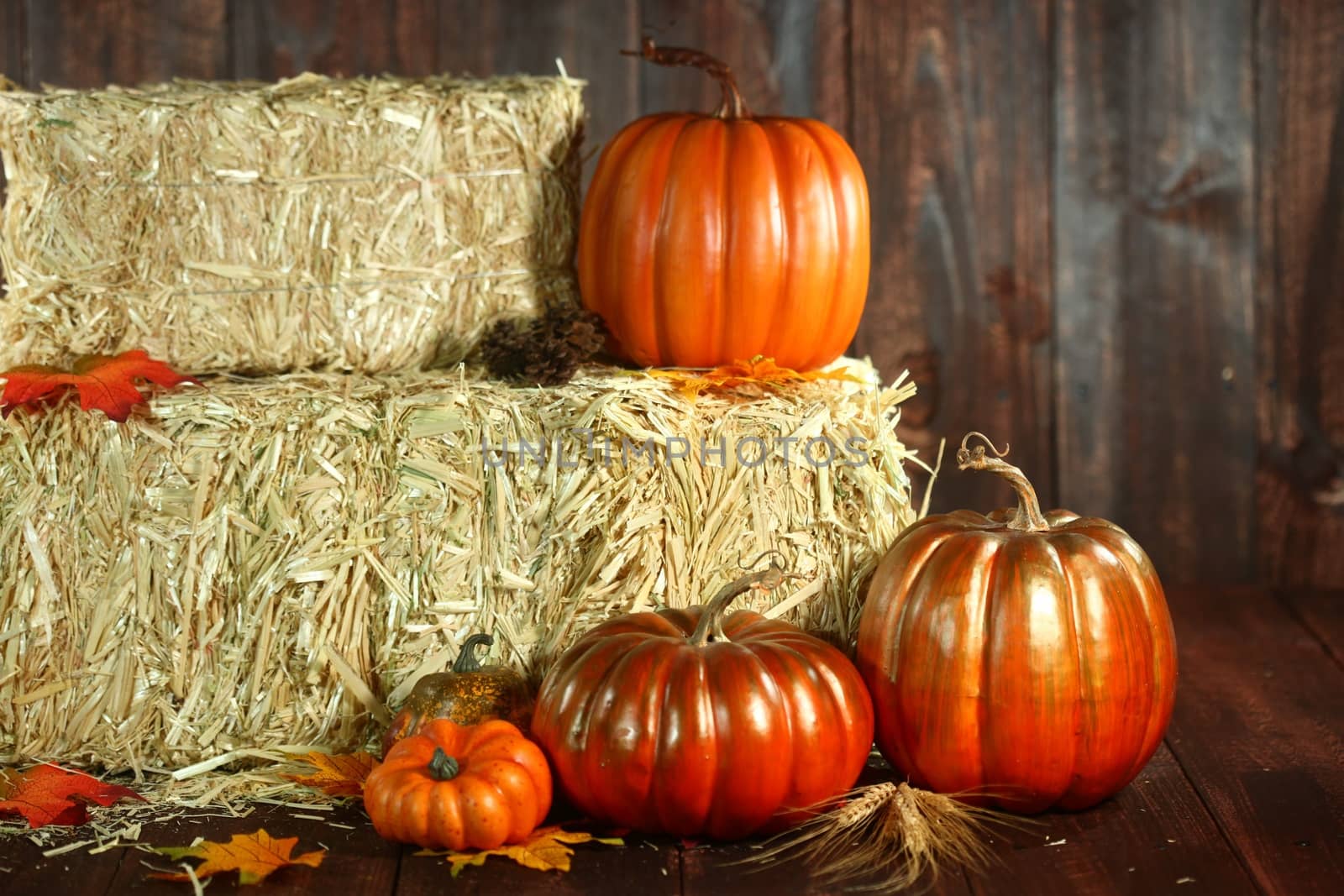 Fall Themed Scene With Pumpkins on Wood  by tobkatrina