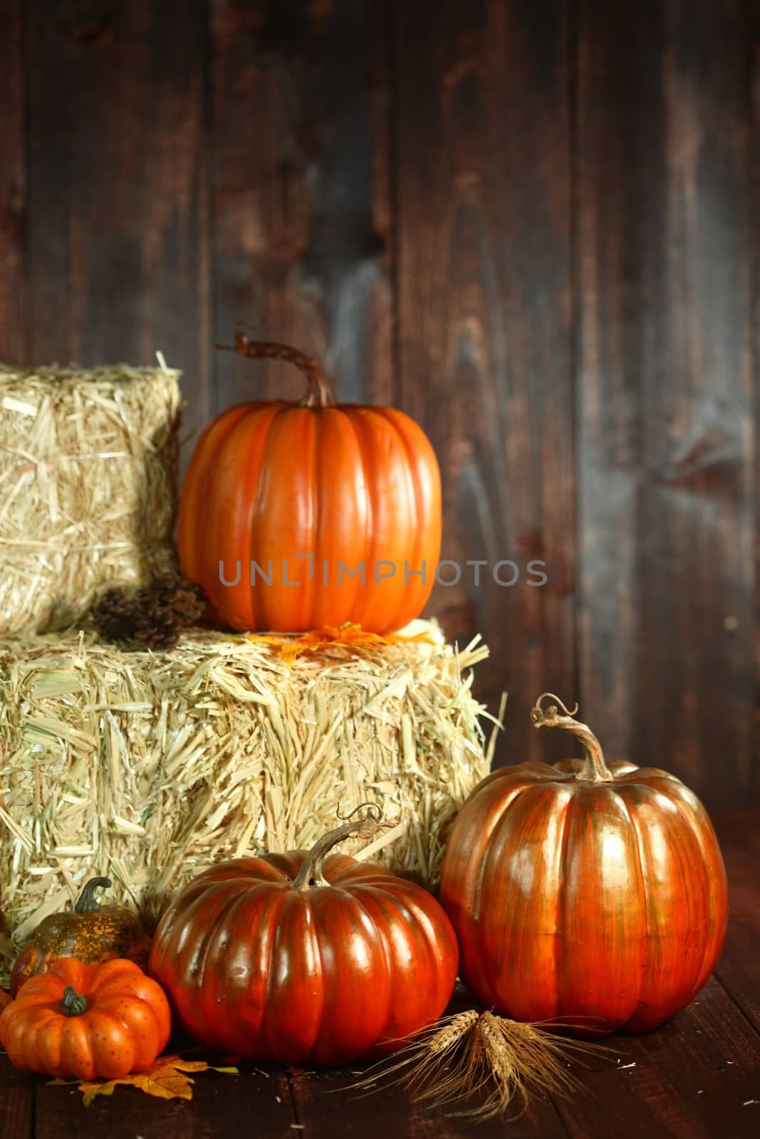 Fall Themed Scene With Pumpkins on Wood  by tobkatrina