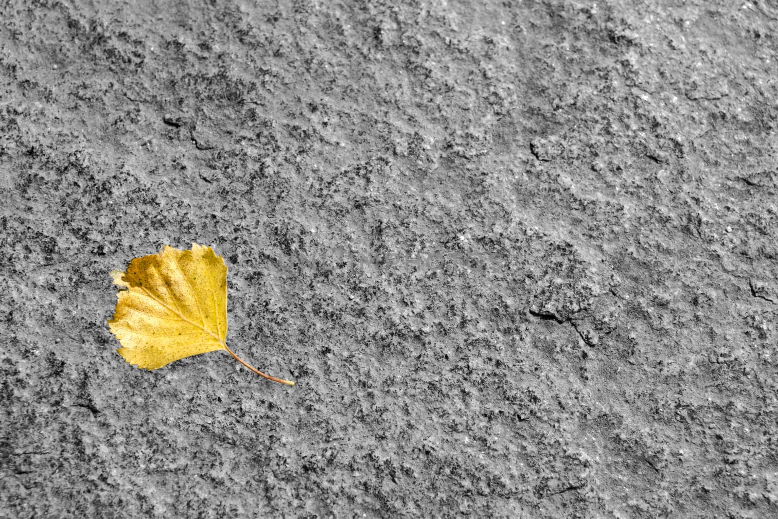 yellow leaf on a stone by Mdc1970