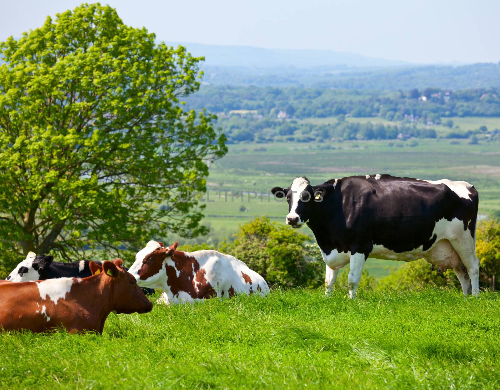 Holstein cows grazing at pasture in England