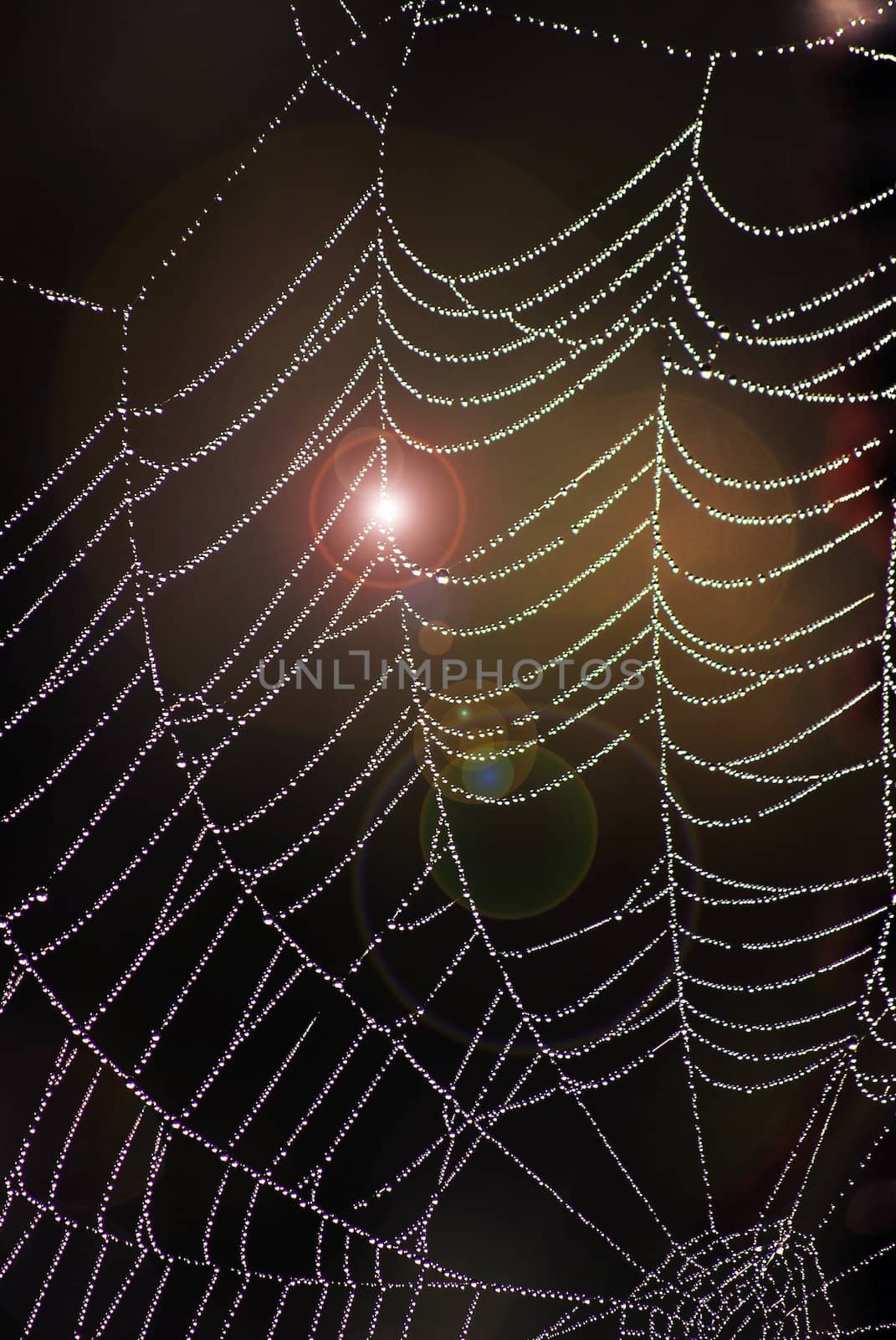 picture of a beauty web at morning