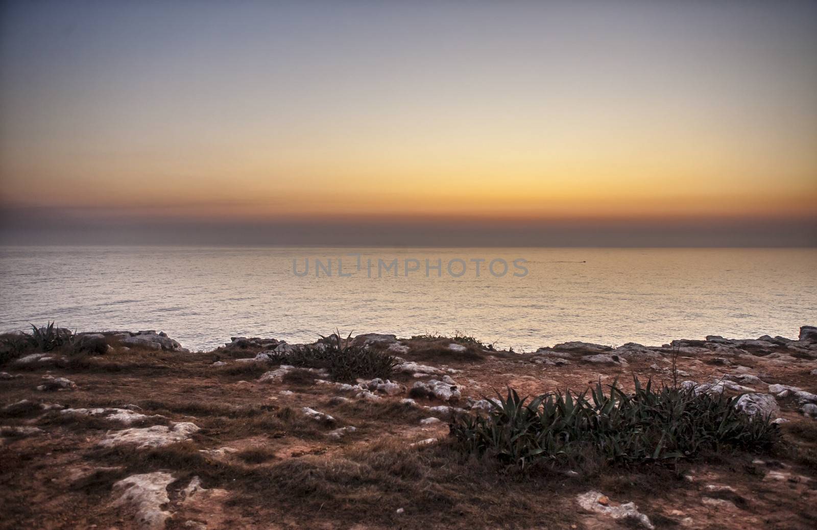 Aloe Sunrise by PhotoWorks